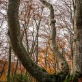 Autumn around Onstmettingen