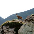 Crossing the Alps: Mountain Goat