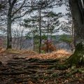 Roots
