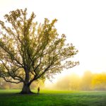 The Tree of Life