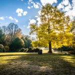 Ginkgo