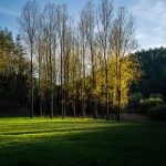 Poplar Trees