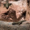 Lizards in the sun