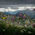 Wildflowers Wildflowers
