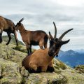 Crossing the Alps: Mountain Goats
