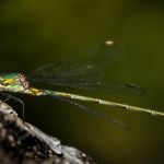 Dragonfly Dragonfly