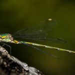 Dragonfly Dragonfly