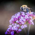 Bee Bee