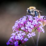 Bee Bee