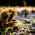 Chestnut