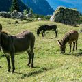 Crossing the Alps: Rifugio al Cacciatore