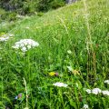 Crossing the Alps: Flowers