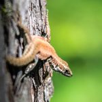 Lizard in Ponte Arche Crossing the Alps: Lizard in Ponte Arche