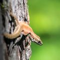 Crossing the Alps: Lizard in Ponte Arche