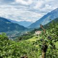 Crossing the Alps: Plums