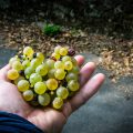 Grapes