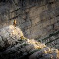 Mountain Goat