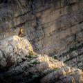 Mountain Goat Mountain Goat