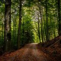 Autumn forest