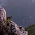 Mountain Goat Mountain Goat