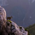 Mountain Goat