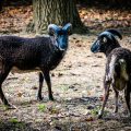 Goats