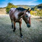 Horse Horse