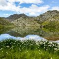 Crossing the Alps: Wollgras (cotton-grass)