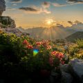 Flowers in the Sun