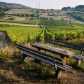 Vineyards