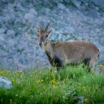 Mountain Goat Mountain Goat