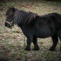 Pony Pony