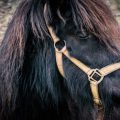 Pony Pony