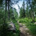 Into the Woods