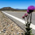 Patagonian steppe