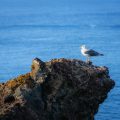 A gull in Ponta de São Lourenço