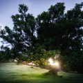 The laurel forest of Fanal