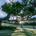 The laurel forest of Fanal The laurel forest of Fanal