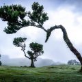 The laurel forest of Fanal