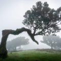 The laurel forest of Fanal