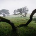 The laurel forest of Fanal