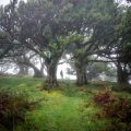 The laurel forest of Fanal