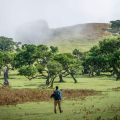 The laurel forest of Fanal The laurel forest of Fanal
