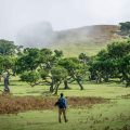 The laurel forest of Fanal