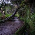 Levada das 25 Fontes