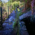Levada das 25 Fontes