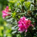 Rostblättrige Alpenrose (Rhododendron ferrugineum) Rostblättrige Alpenrose (Rhododendron ferrugineum)