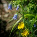 Bärtige Glockenblume (bearded bellflower)