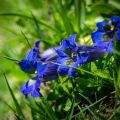 Kochscher Enzian (stemless gentian) Kochscher Enzian (stemless gentian)
