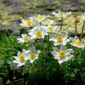 Alpen-Kuhschelle (alpine pasqueflower)